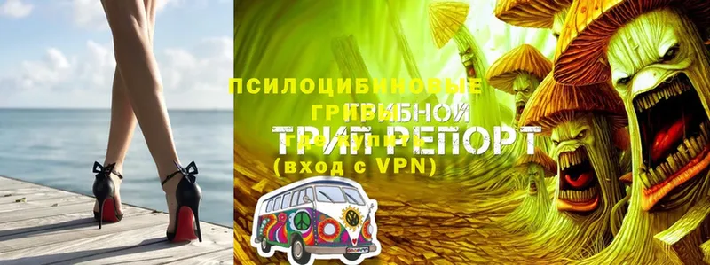 Галлюциногенные грибы Psilocybe Ворсма